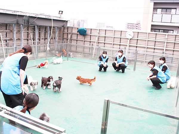 生徒とモデル犬が大好きなドッグラン♪